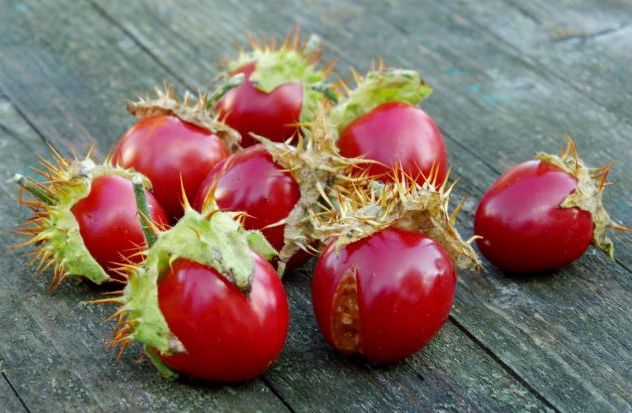 Колючий помидор личи – экзотический овощ, который можно вырастить в средней полосе