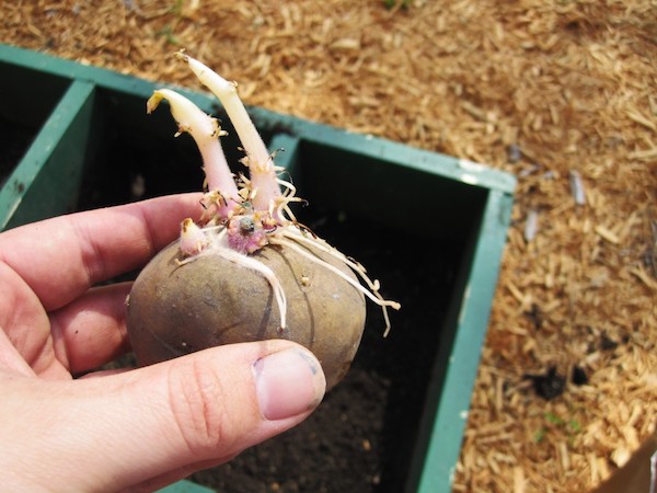 Почему не прорастают семена картофеля, как предупредить