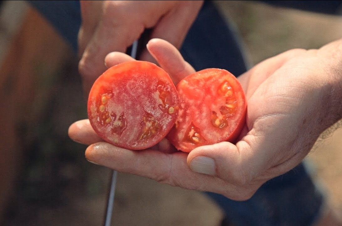 Лучшие сорта сахарных томатов: посадка и уход