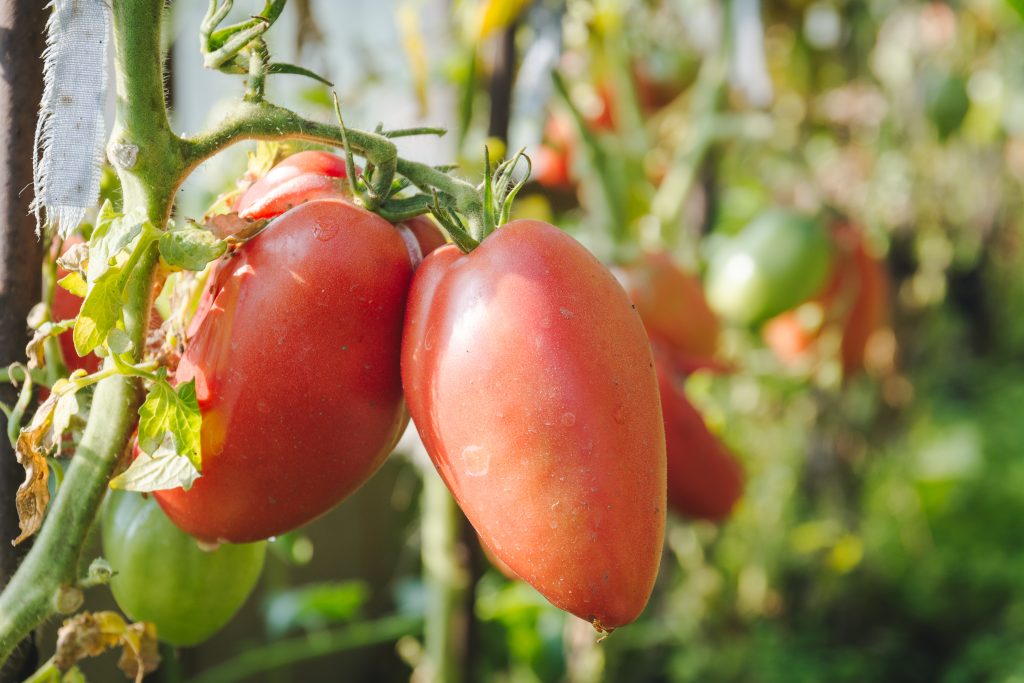 Лучшие сорта сахарных томатов: посадка и уход