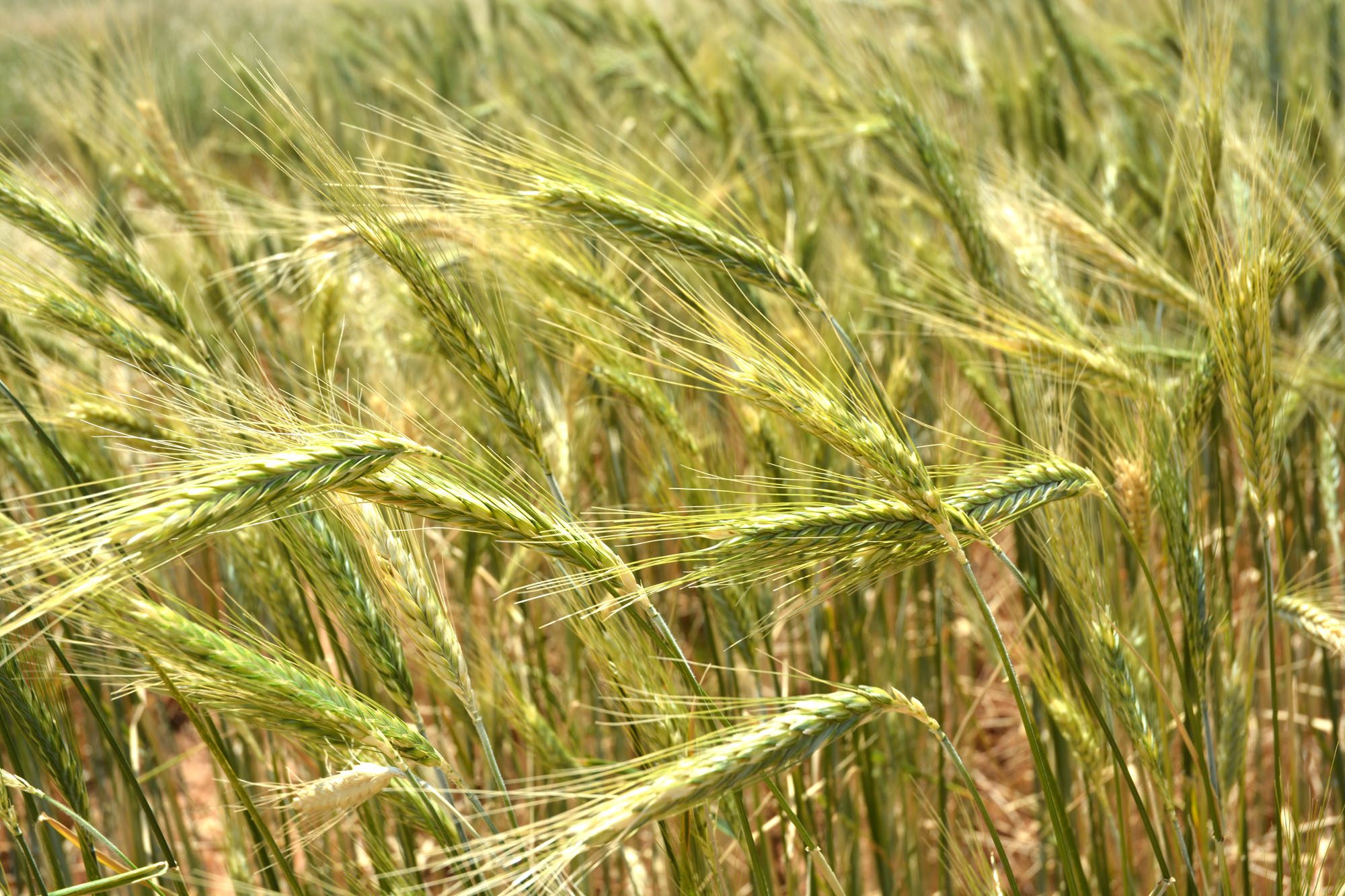 картинка пшеницы и ржи