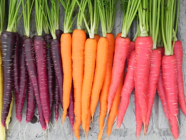 Разноцветие морковных новинок: от белого до фиолетового