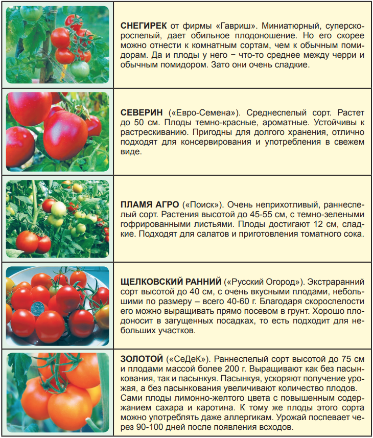 Штамбовые сорта помидоров
