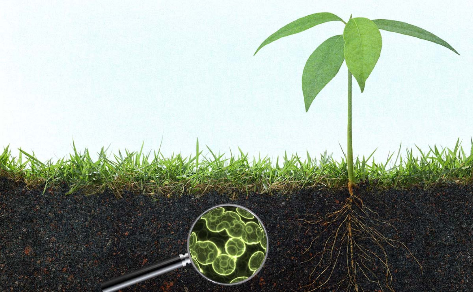 Экологическая роль почвы. Бактерии на земле. Микроорганизмы в почве. Земля с травой. Микробы в почве.