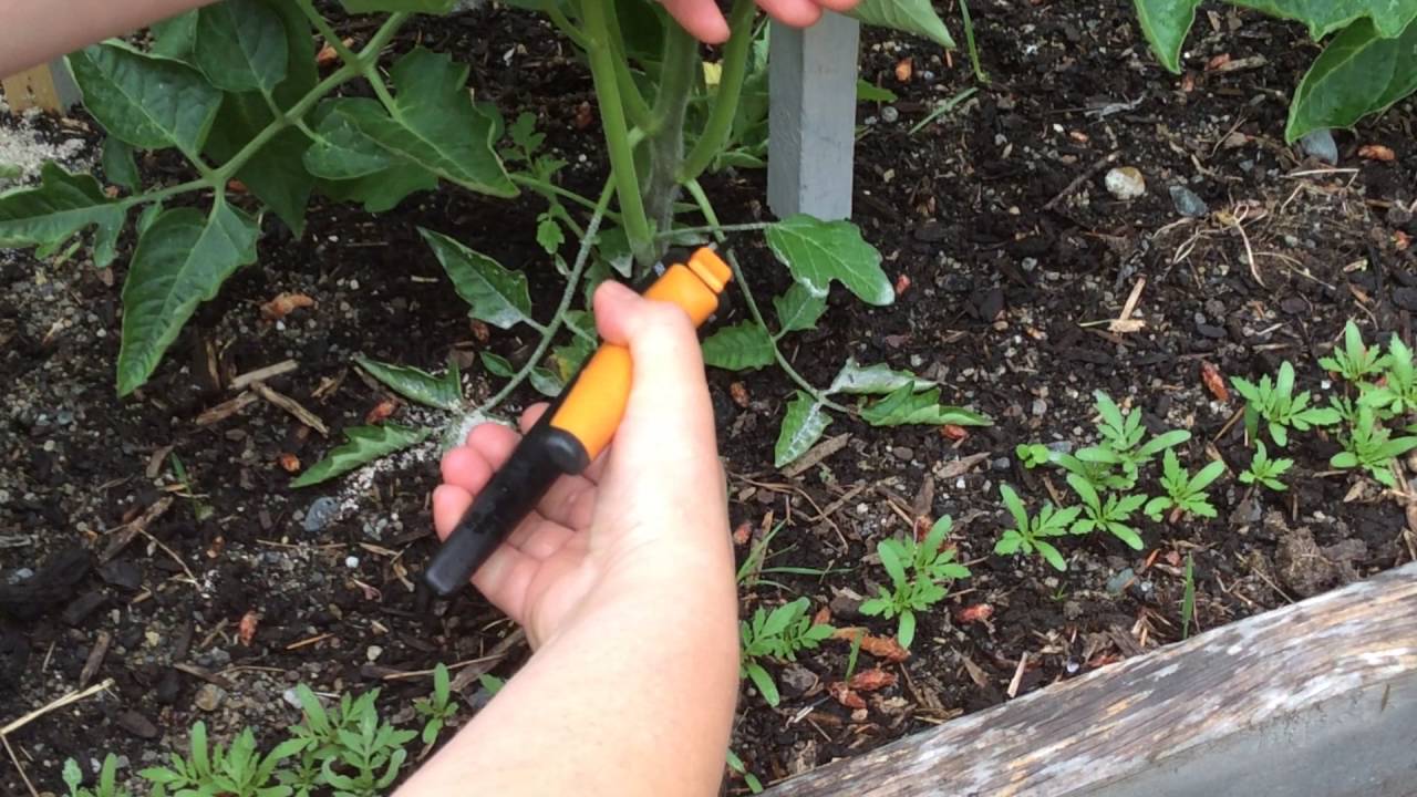 Нужны ли помидорам листья