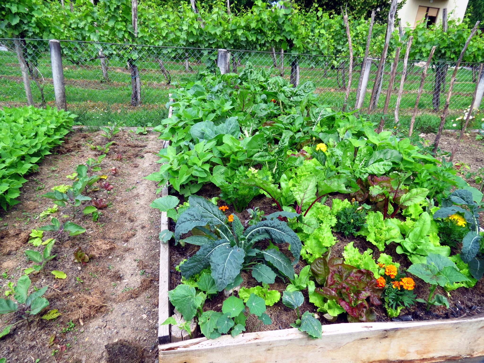 Как расположить посадку овощей на огороде фото