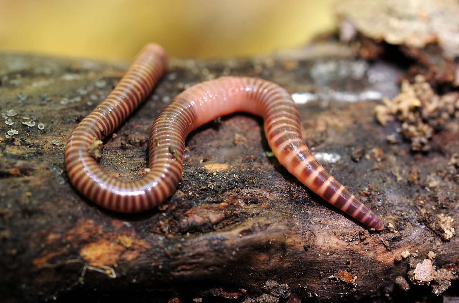 Где живут черви. Дождевые черви Eisenia Fetida. Кольчатые черви дождевой червь. Малощетинковые черви (дождевой червь).