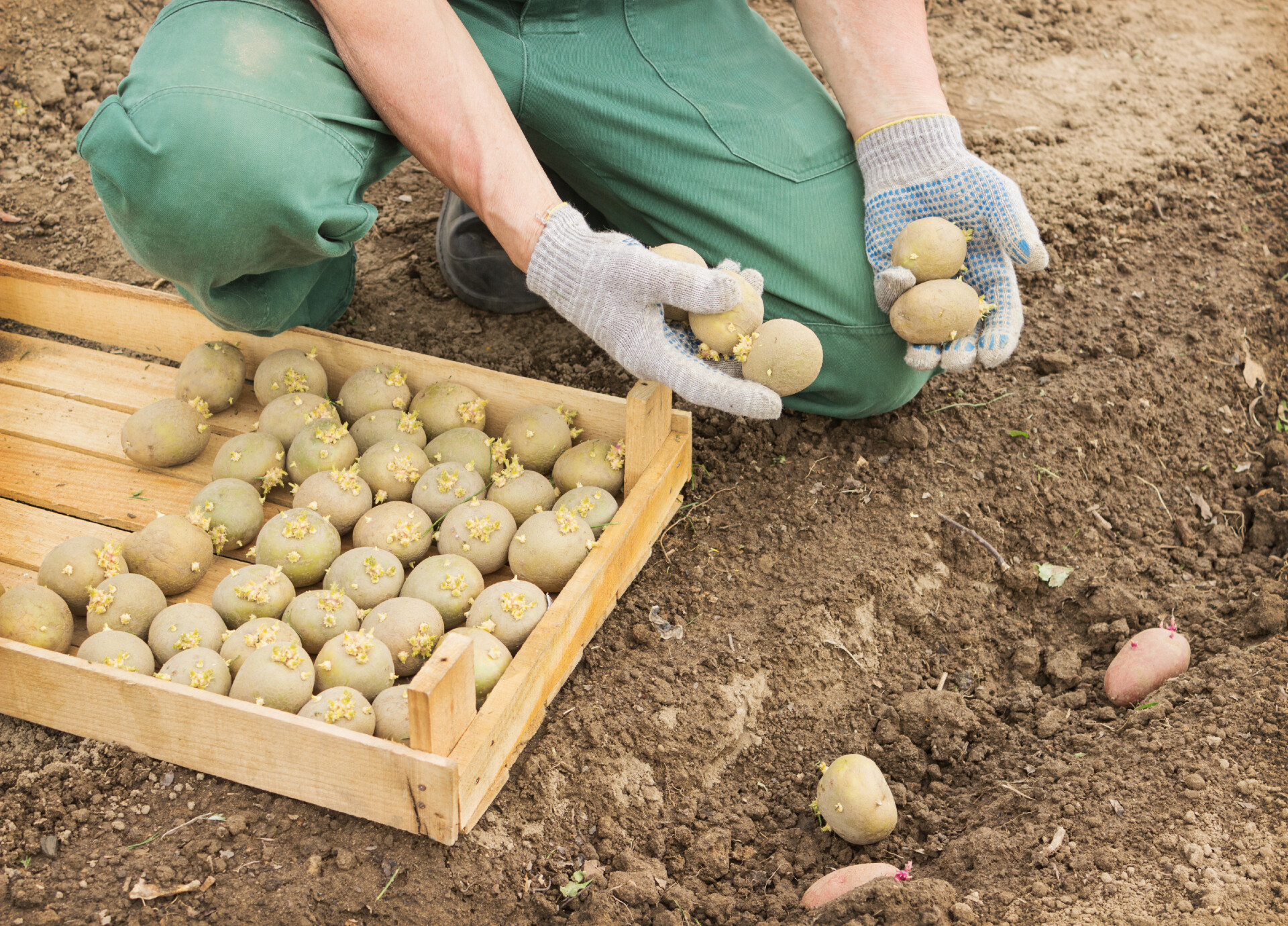 Как правильно прорастить картофель для посадки. Посадка картофеля. Посев картошки. Посадка раннего картофеля. Сажание картошки.