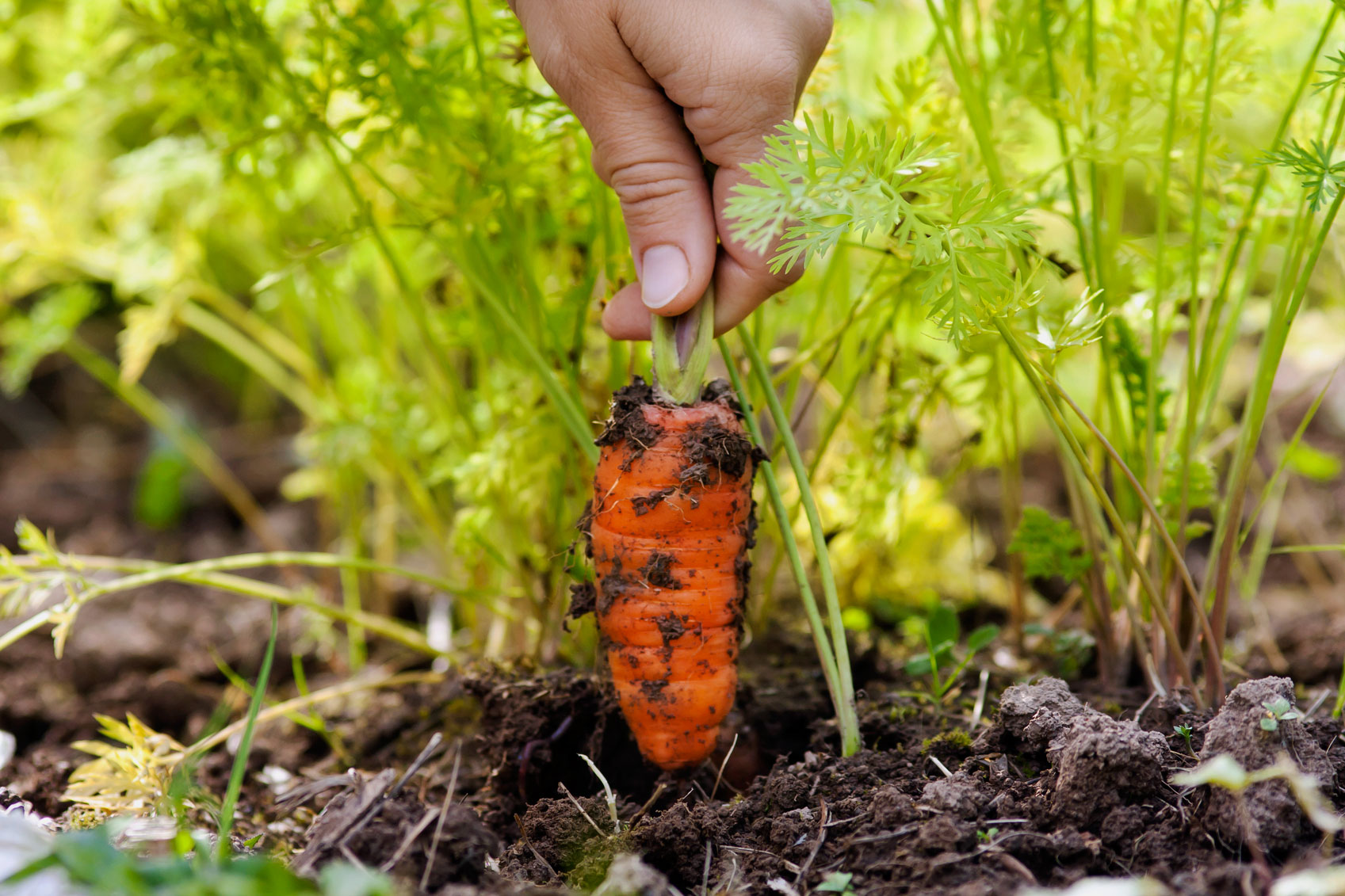 Как растет морковь. Морковь. Морковь в огороде. Морковь в земле. Морковка на грядке.