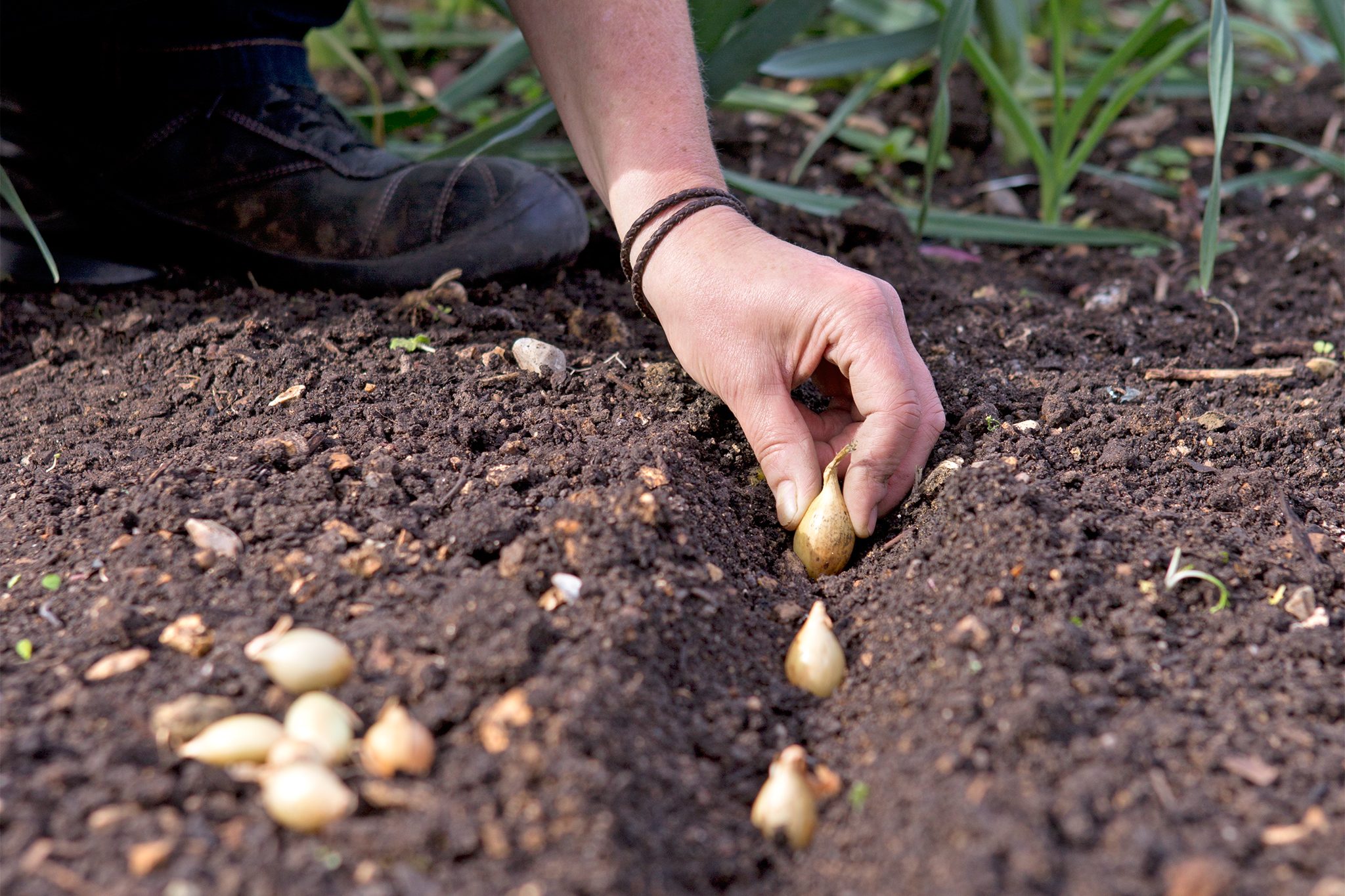 Когда можно посадить лук-севок? Есть четыре самые надежные приметы!