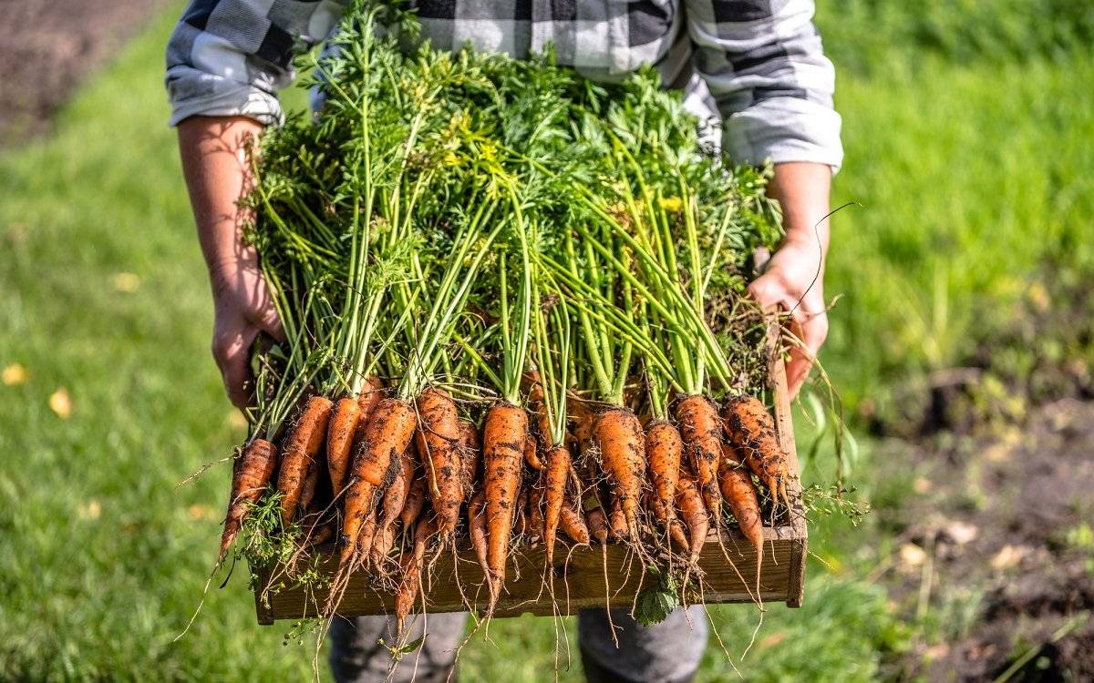 Как вырастить хороший урожай моркови. Морковь. Урожай моркови. Морковка растет. Морковь в огороде.