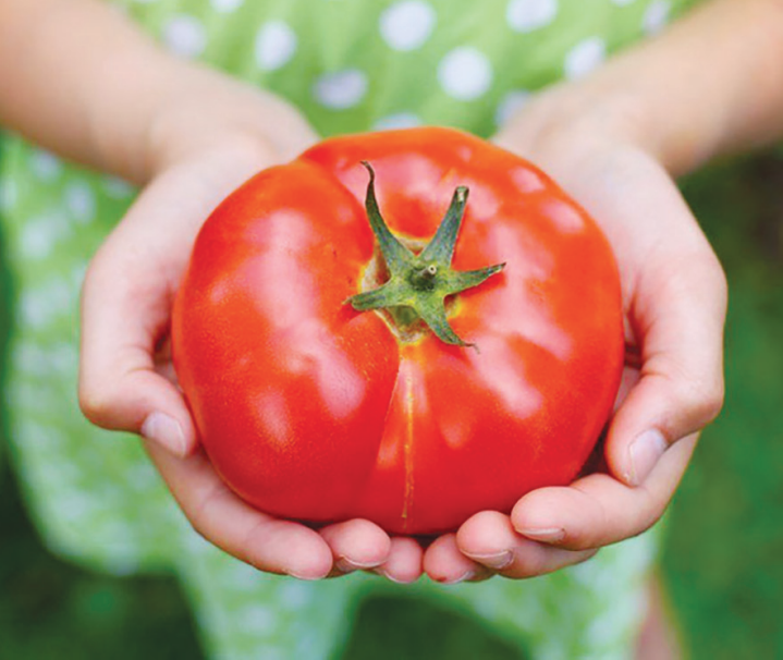 Можно ли сохранить гибриды помидоров зимой? 
