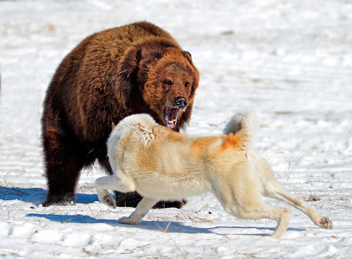 Свирепая схватка молодого охотника и медведя-шатуна 