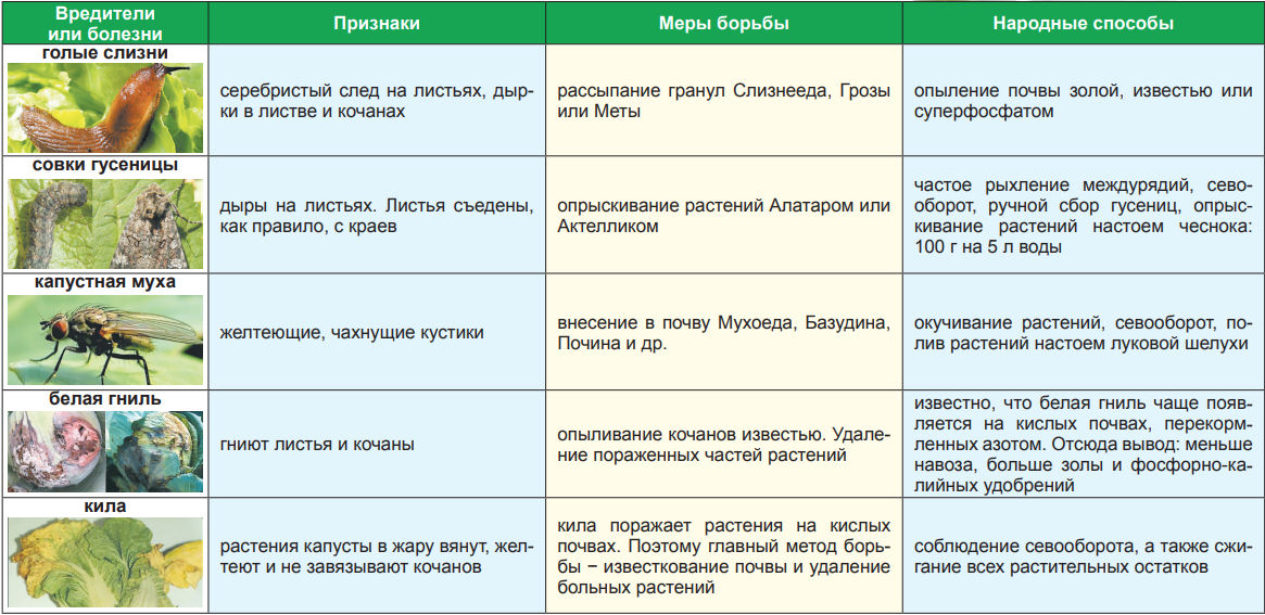 Чеснок от вредителей капусты. Сетка для капусты от вредителей.